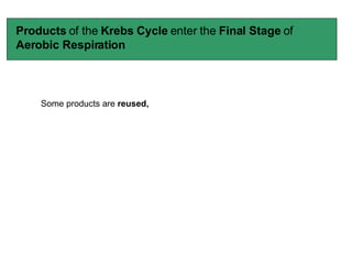 Products  of the  Krebs Cycle  enter the  Final Stage  of  Aerobic Respiration Some products are  reused, 