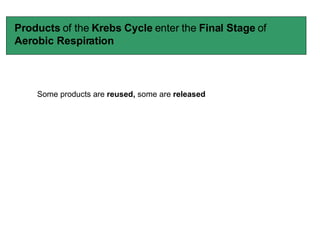 Products  of the  Krebs Cycle  enter the  Final Stage  of  Aerobic Respiration Some products are  reused,  some are  released 