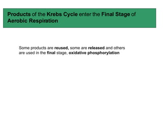 Products  of the  Krebs Cycle  enter the  Final Stage  of  Aerobic Respiration Some products are  reused,  some are  released  and others are used   in the  final  stage,  oxidative phosphorylation   