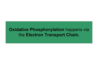 Oxidative Phosphorylation  happens via the  Electron Transport Chain. 