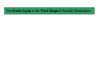 The  Krebs Cycle  is the  Third Stage  of Aerobic Respiration 
