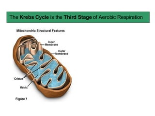 The  Krebs Cycle  is the  Third Stage  of Aerobic Respiration 