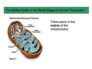 The  Krebs Cycle  is the  Third Stage  of Aerobic Respiration Takes place in the  matrix  of the mitochondria. 