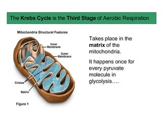 The  Krebs Cycle  is the  Third Stage  of Aerobic Respiration Takes place in the  matrix  of the mitochondria. It happens once for every pyruvate molecule in glycolysis…. 