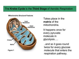 The  Krebs Cycle  is the  Third Stage  of Aerobic Respiration Takes place in the  matrix  of the mitochondria. It happens once for every pyruvate molecule in glycolysis…. ..and so it goes round twice for every glucose molecule that enters the respiration pathway. 