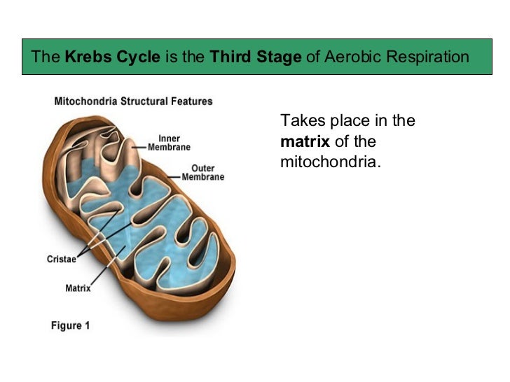Krebs cycle