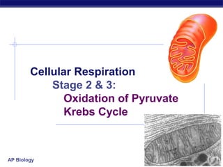 Cellular Respiration
            Stage 2 & 3:
              Oxidation of Pyruvate
              Krebs Cycle



AP Biology                            2006-2007
 