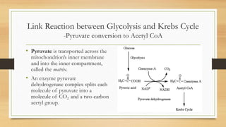 Link Reaction between Glycolysis and Krebs Cycle
-Pyruvate conversion to Acetyl CoA
• Pyruvate is transported across the
mitochondrion’s inner membrane
and into the inner compartment,
called the matrix.

• An enzyme pyruvate

dehydrogenase complex splits each
molecule of pyruvate into a
molecule of CO2 and a two-carbon
acetyl group.

 