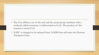 • The CO2 diffuses out of the cell, and the acetyl group combines with a

molecule called coenzyme A (abbreviated as CoA). The product of this
reaction is acetyl-CoA.

• NAD+ is changed to its reduced form, NADH that will enter the Electron
Transport Chain.

 