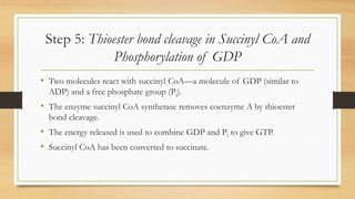 Step 5: Thioester bond cleavage in Succinyl CoA and
Phosphorylation of GDP
• Two molecules react with succinyl CoA—a molecule of GDP (similar to
ADP) and a free phosphate group (Pi).

• The enzyme succinyl CoA synthetase removes coenzyme A by thioester
bond cleavage.

• The energy released is used to combine GDP and Pi to give GTP.
• Succinyl CoA has been converted to succinate.

 