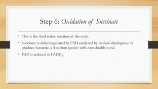 Step 6: Oxidation of Succinate
• This is the third redox reaction of the cycle.
• Succinate is dehydrogenated by FAD catalyzed by succinate dehydrogenase to
produce fumarate, a 4-carbon species with trans double bond.

• FAD is reduced to FADH2.

 