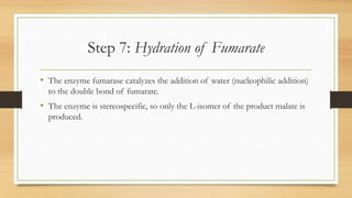 Step 7: Hydration of Fumarate
• The enzyme fumarase catalyzes the addition of water (nucleophilic addition)
to the double bond of fumarate.

• The enzyme is stereospecific, so only the L-isomer of the product malate is
produced.

 