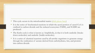 • This cycle occurs in the mitochondrial matrix (click photo here)
• It is the series of biochemical reactions in which the acetyl portion of acetyl CoA is
oxidized to carbon dioxide and the reduced coenzymes FADH2 and NADH are
produced.

• The Krebs cycle is what is known as Amphibolic, in that it is both catabolic (breaks
down molecules) and anabolic (builds molecules).

• It is a series of chemical reactions used by all aerobic organisms to generate energy
through the oxidization of acetate derived from carbohydrates, fats, and proteins
into carbon dioxide

 
