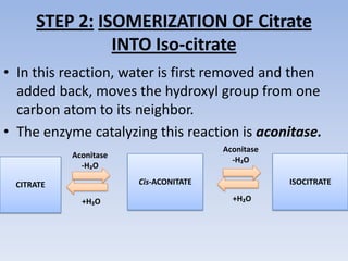 STEP 2: ISOMERIZATION OF Citrate
INTO Iso-citrate
• In this reaction, water is first removed and then
added back, moves the hydroxyl group from one
carbon atom to its neighbor.
• The enzyme catalyzing this reaction is aconitase.
CITRATE
Aconitase
-H₂O
Cis-ACONITATE
+H₂O
ISOCITRATE
Aconitase
-H₂O
+H₂O
 