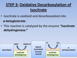 STEP 3: Oxidative Decarboxylation of
Isocitrate
• Isocitrate is oxidized and decarboxylated into
α-ketogluterate .
• This reaction is catalyzed by the enzyme “isocitrate
dehydrogenase.”
ISOCITRATE
OXALO-
SUCCINATE
(enzyme
bound)
α-
KETOGLUTERATE
NAD⁺ NADH+H⁺
H⁺ CO₂
Isocitrate
dehydogenase
Isocitrate
dehydogenase
 