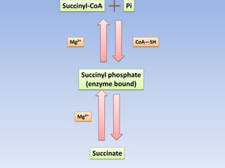 Succinyl-CoA
Succinyl phosphate
(enzyme bound)
Succinate
Pi
CoA—SHMg²⁺
Mg²⁺
 