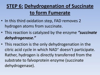STEP 6: Dehydrogenation of Succinate
to form Fumerate
• In this third oxidation step, FAD removes 2
hydrogen atoms from succinate.
• This reaction is catalyzed by the enzyme “succinate
dehydrogenase.”
• This reaction is the only dehydrogenation in the
citric acid cycle in which NAD⁺ doesn’t participate.
Rather, hydrogen is directly transferred from the
substrate to falvoprotein enzyme (succinate
dehydrogenase).
 