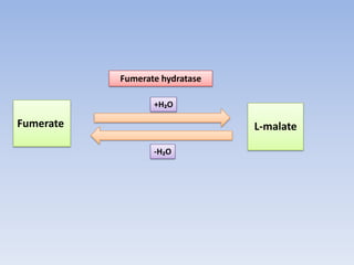 Fumerate L-malate
Fumerate hydratase
+H₂O
-H₂O
 