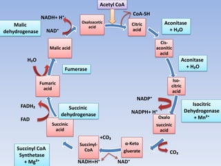 Citric
acid
Cis-
aconitic
acid
Iso-
citric
acid
Oxalo
succinic
acid
α-Keto
gluerate
Succinyl-
CoA
Succinic
acid
Fumaric
acid
Malic acid
Oxaloacetic
acid
Acetyl CoA
CoA-SH
Aconitase
+ H₂O
Aconitase
+ H₂O
Isocitric
Dehydrogenase
+ Mn²⁺
CO₂
NADH+H⁺ NAD⁺
Succinyl CoA
Synthetase
+ Mg²⁺
Succinic
dehydrogenase
NADP⁺
NADPH+ H⁺
Fumerase
Malic
dehydrogenase
NADH+ H⁺
NAD⁺
FADH₂
FAD
+CO₂
H₂O
 