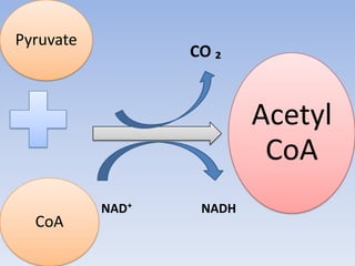 Pyruvate
CoA
Acetyl
CoA
CO ₂
NAD⁺ NADH
 