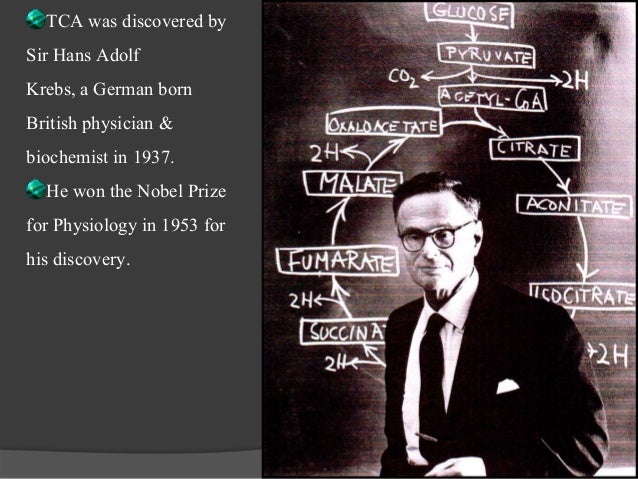 imagen de hans adolf krebs krebs cycle imagen de hans adolf krebs krebs cycle