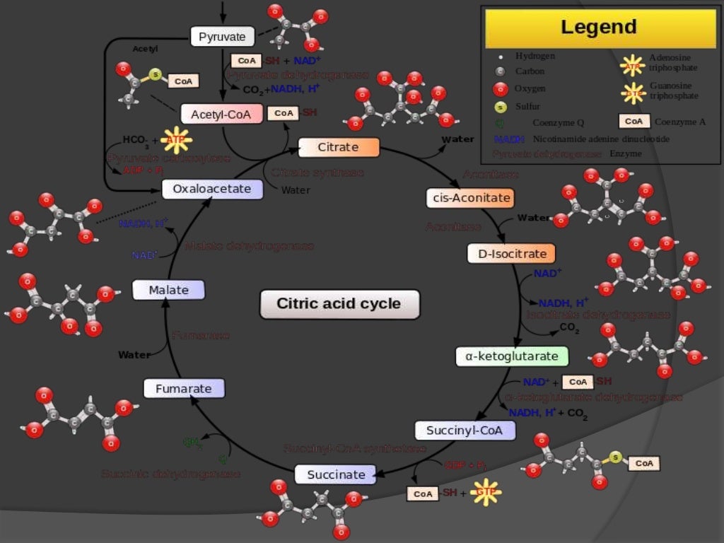 Krebs cycle