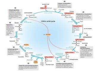 Krebs cycle or tricarboxylic cycle or citric acid cycle | PPT