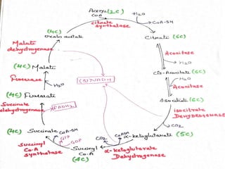Krebs cycle or tricarboxylic cycle or citric acid cycle | PPT