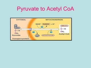 Pyruvate to Acetyl CoA
 
