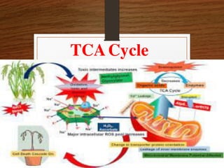 TCACycle
 