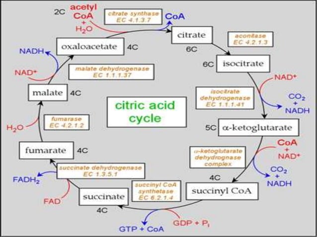 Krebs cycle/ TCA Cycle/ Citric Acid Cycle/ Tri Carboxylic Acid Cycle ...