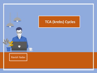 TCA (krebs) Cycles
Ravish Yadav
 