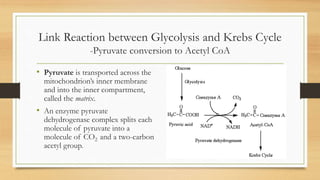 Link Reaction between Glycolysis and Krebs Cycle
-Pyruvate conversion to Acetyl CoA
• Pyruvate is transported across the
mitochondrion’s inner membrane
and into the inner compartment,
called the matrix.
• An enzyme pyruvate
dehydrogenase complex splits each
molecule of pyruvate into a
molecule of CO2 and a two-carbon
acetyl group.
 