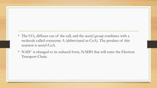 • The CO2 diffuses out of the cell, and the acetyl group combines with a
molecule called coenzyme A (abbreviated as CoA). The product of this
reaction is acetyl-CoA.
• NAD+ is changed to its reduced form, NADH that will enter the Electron
Transport Chain.
 