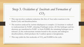 Step 3. Oxidation of Isocitrate and Formation of
CO2
• This step involves oxidation-reduction (the first of four redox reactions in the
Krebs Cycle) and decarboxylation.
• The reaction catalyzed by isocitrate dehydrogenase is complex: (1) Isocitrate is oxidized
to oxalosuccinate by NAD+, releasing 2 hydrogen atoms. (2) One hydrogen and two
electrons are transferred to NAD+ to form NADH; the remaining hydrogen ion is
released. (3) the oxalosuccinate remains bound to the enzyme and undergoes
decarboxylation, which produces the 5-carbon species α-ketoglutarate.
• This step yields the first molecules of CO2 and NADH in the cycle.
 
