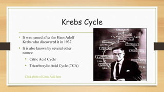 Krebs Cycle
• It was named after the Hans Adolf
Krebs who discovered it in 1937.
• It is also known by several other
names:
• Citric Acid Cycle
• Tricarboxylic Acid Cycle (TCA)
Click photo of Citric Acid here
 