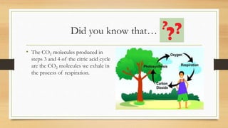 Did you know that…
• The CO2 molecules produced in
steps 3 and 4 of the citric acid cycle
are the CO2 molecules we exhale in
the process of respiration.
 