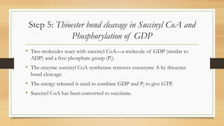 Step 5: Thioester bond cleavage in Succinyl CoA and
Phosphorylation of GDP
• Two molecules react with succinyl CoA—a molecule of GDP (similar to
ADP) and a free phosphate group (Pi).
• The enzyme succinyl CoA synthetase removes coenzyme A by thioester
bond cleavage.
• The energy released is used to combine GDP and Pi to give GTP.
• Succinyl CoA has been converted to succinate.
 