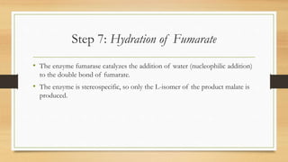 Step 7: Hydration of Fumarate
• The enzyme fumarase catalyzes the addition of water (nucleophilic addition)
to the double bond of fumarate.
• The enzyme is stereospecific, so only the L-isomer of the product malate is
produced.
 