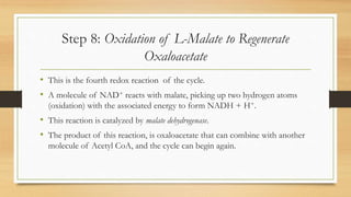 Step 8: Oxidation of L-Malate to Regenerate
Oxaloacetate
• This is the fourth redox reaction of the cycle.
• A molecule of NAD+ reacts with malate, picking up two hydrogen atoms
(oxidation) with the associated energy to form NADH + H+.
• This reaction is catalyzed by malate dehydrogenase.
• The product of this reaction, is oxaloacetate that can combine with another
molecule of Acetyl CoA, and the cycle can begin again.
 