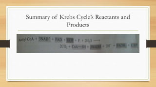 Summary of Krebs Cycle’s Reactants and
Products
 