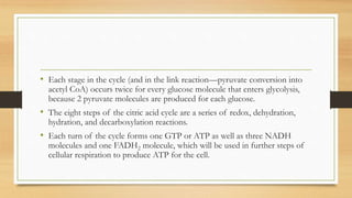 • Each stage in the cycle (and in the link reaction—pyruvate conversion into
acetyl CoA) occurs twice for every glucose molecule that enters glycolysis,
because 2 pyruvate molecules are produced for each glucose.
• The eight steps of the citric acid cycle are a series of redox, dehydration,
hydration, and decarboxylation reactions.
• Each turn of the cycle forms one GTP or ATP as well as three NADH
molecules and one FADH2 molecule, which will be used in further steps of
cellular respiration to produce ATP for the cell.
 