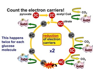 2C6C5C4C3C4C6C4C4C4CNADHATPCO2CO2CO2NADHNADHFADH2NADHCount the electron carriers!acetyl CoApyruvatecitratereductionof electroncarriersThis happens twice for each glucose moleculex2