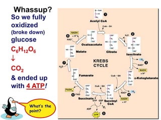 Whassup?So we fully oxidized (broke down) glucose C6H12O6CO2& ended up with 4 ATP!What’s the point? 