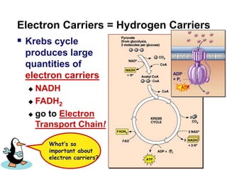 H+H+H+H+H+H+H+H+H+Electron Carriers = Hydrogen CarriersKrebs cycle produces large quantities of electron carriers