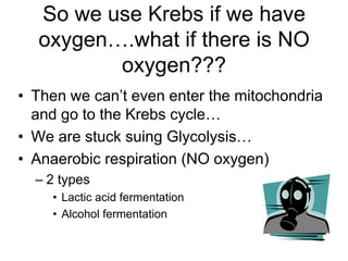 Value of Krebs cycle?If the yield is only 2 ATP then how was the Krebs cycle an adaptation?value of NADH & FADH2electron carriers & H carriersto be used in the Electron Transport Chainlike $$in the bank