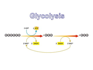 SummaryIn one turn of the Krebs Cycle:3 CO2 (1 from right before Krebs)Released when we exhale1 ATP (E for cell work)1 NADH from right before Krebs3 NADH from Krebs (to ETC)1 FADH2 (to ETC)Water leaves and then reenters so we don’t count it in the productsFor one Glucose molecule how many times does the Krebs Cycle turn?What are the totals from the Krebs Cycle for one Glucose molecule?6 CO2s2 ATPs8NADHS2 FADH2