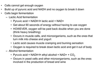 So we use Krebs if we have oxygen….what if there is NO oxygen???Then we can’t even enter the mitochondria and go to the Krebs cycle…We are stuck suing Glycolysis…Anaerobic respiration (NO oxygen)2 typesLactic acid fermentationAlcohol fermentation