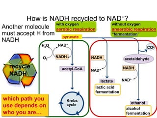 Pyruvate is a branching pointO2O2PyruvatefermentationanaerobicrespirationmitochondriaKrebs cycleaerobic respiration