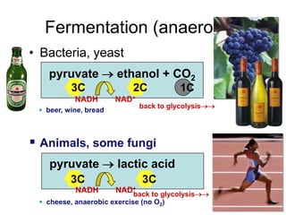 Glycolysis